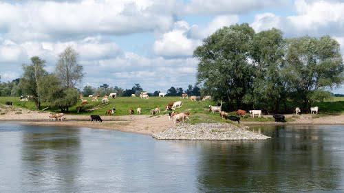 Elbtalauenkuhherde in Mecklenburg-Vorpommern