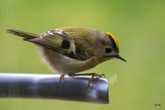 Goldcrest aerobics!