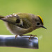 Goldcrest aerobics!