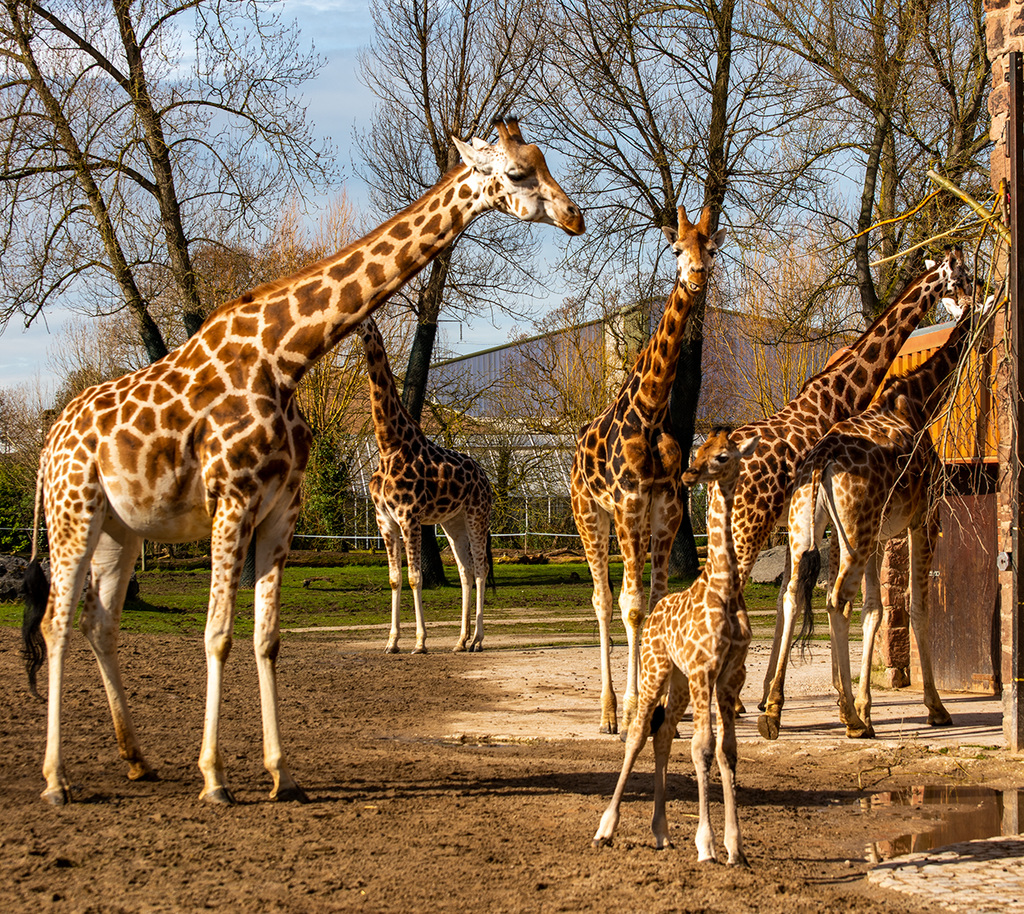Giraffe family
