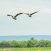 Geese flying over Burton Mere wetlands