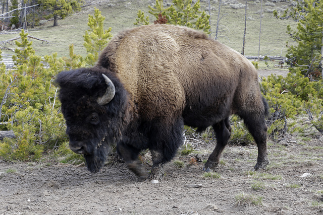 Bull Bison