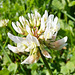 Weißklee (Trifolium repens)