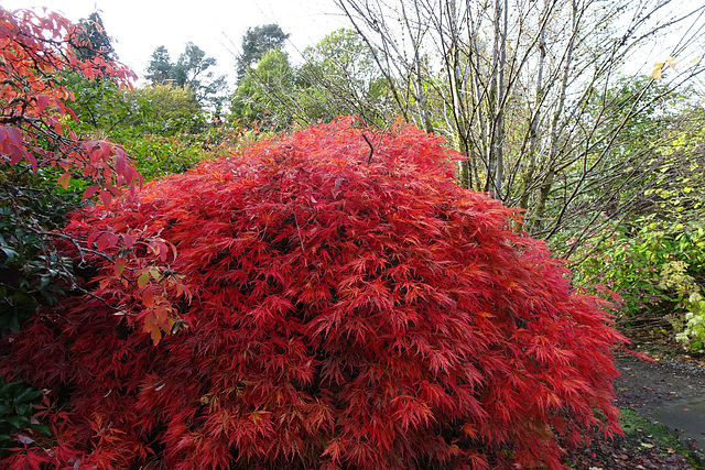 Autumn Colours In Balloch