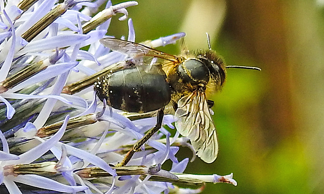20230719 2364CPw [D~LIP] Kugeldistel, Sandbiene (Andrena nitida), Bad Salzuflen
