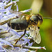 20230719 2364CPw [D~LIP] Kugeldistel, Sandbiene (Andrena nitida), Bad Salzuflen