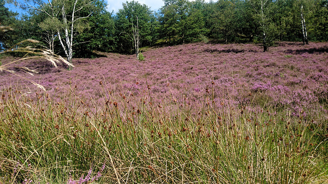 Fischbeker Heide, Hamburg