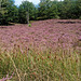 Fischbeker Heide, Hamburg
