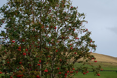 Rowan Tree at Swineshaw Reservoir