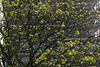 Des feuilles toutes neuves