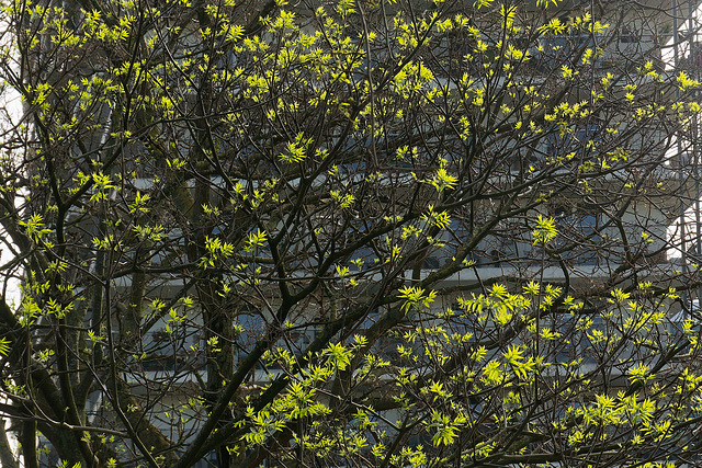 Des feuilles toutes neuves