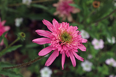Au Festival des Jardins de Chaumont-sur-Loire .