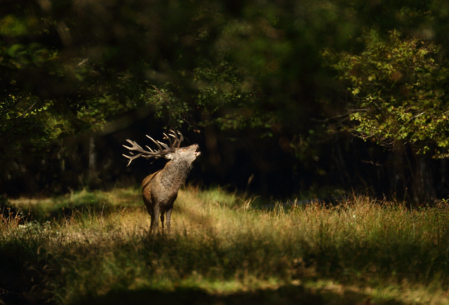 le brame (77) le brame (77)