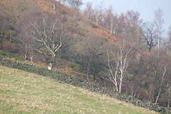 Shire Hill Wood