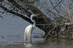 Great Egret in Breeding Plummage