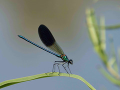 Western Demoiselle m (Calopteryx xanthostoma) (5)