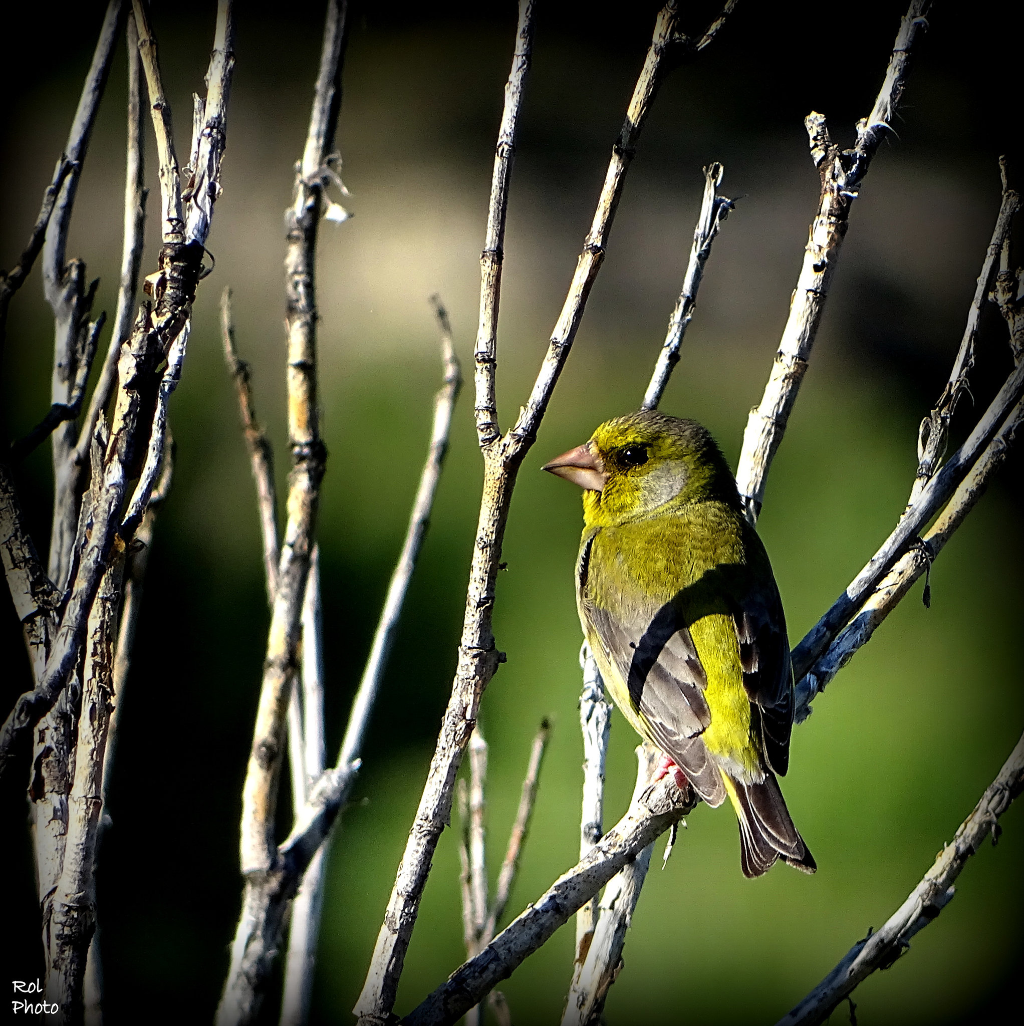 Pour mes ami(e)s Ornithologue..!