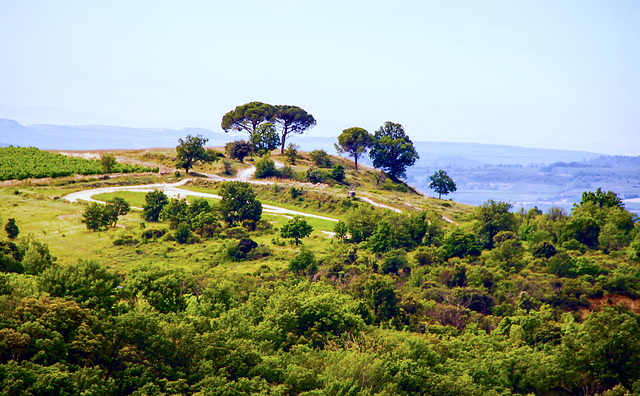 Landscape with Trees