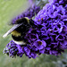 Bee on the buddleia