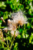 The Beauty of simple Things in Nature