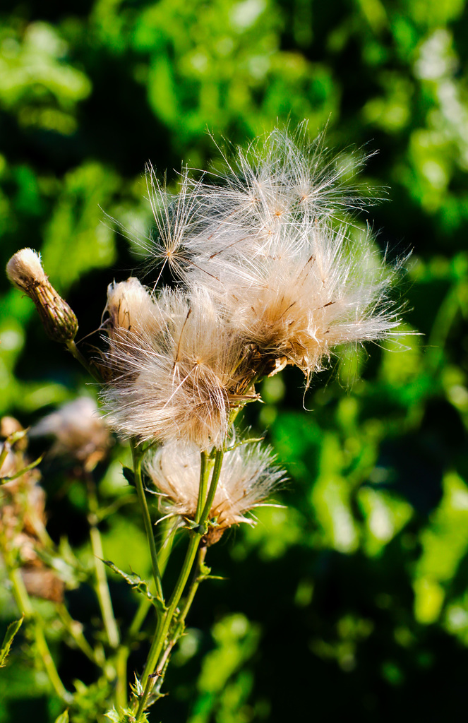 The Beauty of simple Things in Nature