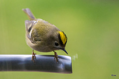 Goldcrest aerobics!