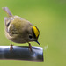 Goldcrest aerobics!