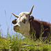Afternoon rest (ruminating) sniffing the flowers, at Alpe Campello, near the Galleria di Rosazza, in the upper Cervo valley (Biella)