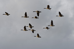 Geese in flight (1)