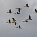 Geese in flight (1)