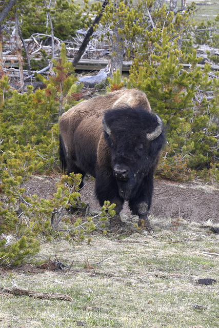 Bison