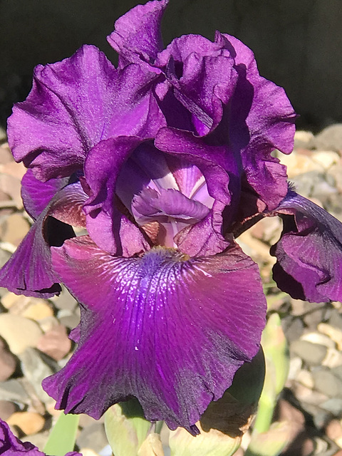 another October iris