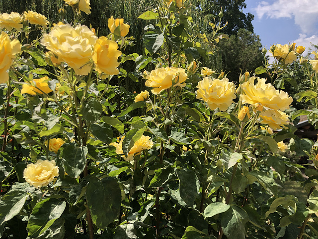 Roses de jardin