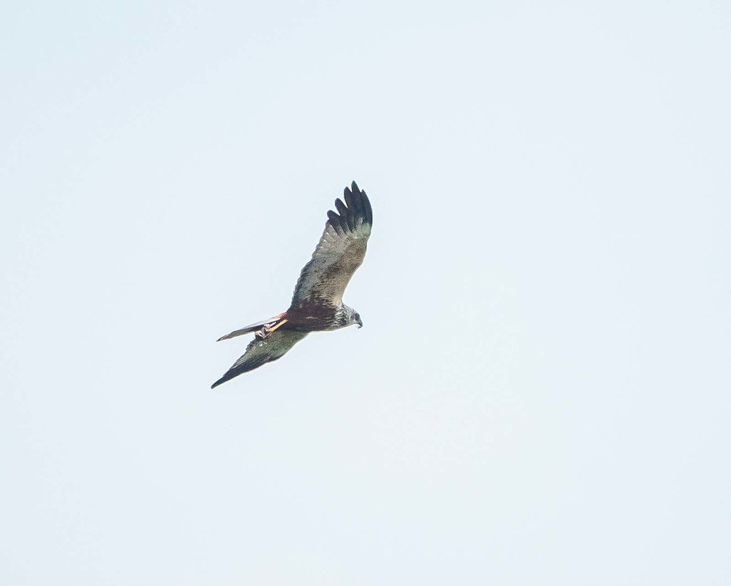 Marsh harrier