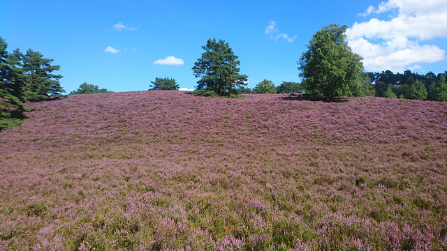 Fischbeker Heide, Hamburg