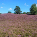 Fischbeker Heide, Hamburg