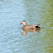 Gadwall