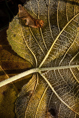 When autumn and winter meet.