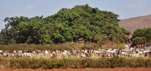 train to Thazi