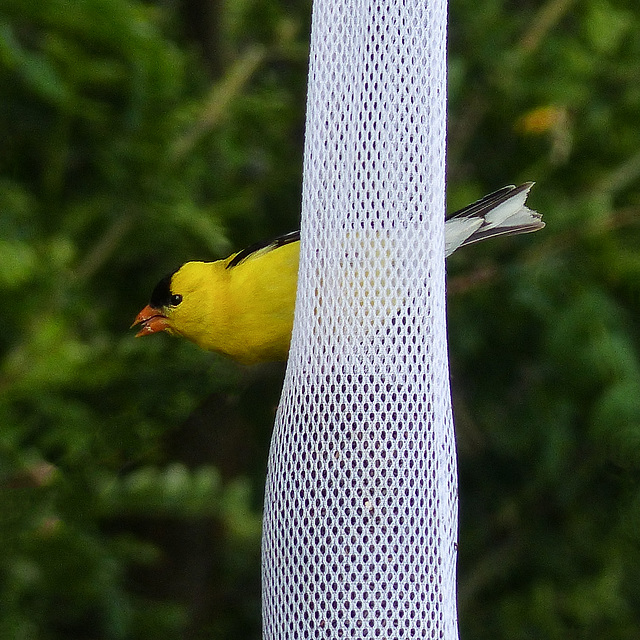 American Goldfinch