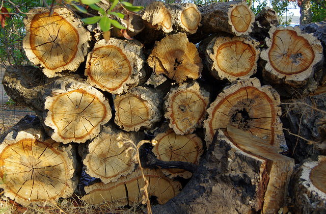 Cork Oak Logs