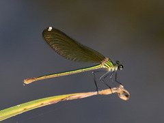 Western Demoiselle f (Calopteryx xanthostoma) DSB 0722