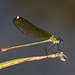 Western Demoiselle f (Calopteryx xanthostoma) DSB 0722