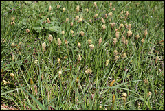 Carex caryophylla - praecox (1)