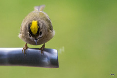 Goldcrest aerobics!