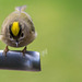 Goldcrest aerobics!