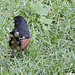 Male Eastern Towhee