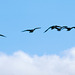 Geese in flight