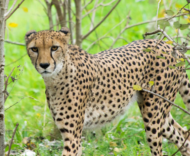 Cheetah posing (1)