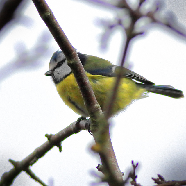 EOS 90D Peter Harriman 13 50 12 56785 blueTit dpp